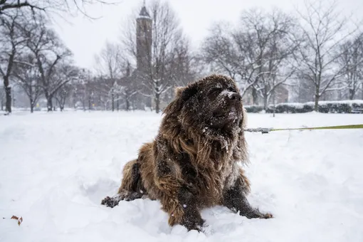 Ньюфаундленд