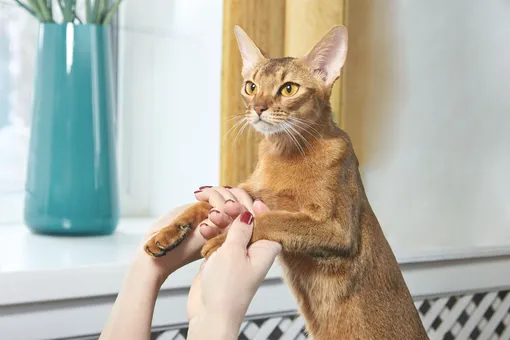 абиссинская кошка фото