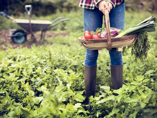 Лунный посевной календарь садовода и огородника на неделю с 25 по 31 августа 2025 года