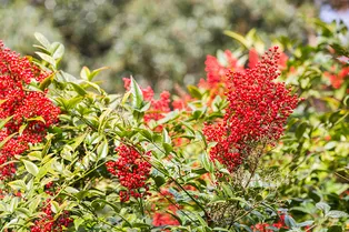 Нандина домашняя: как правильно ухаживать за кустарником дома и в саду