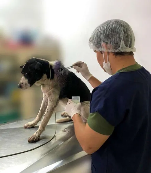 бездомный пес сам нашел ветеринарную клинику бездомный пес сам нашел ветеринарную клинику