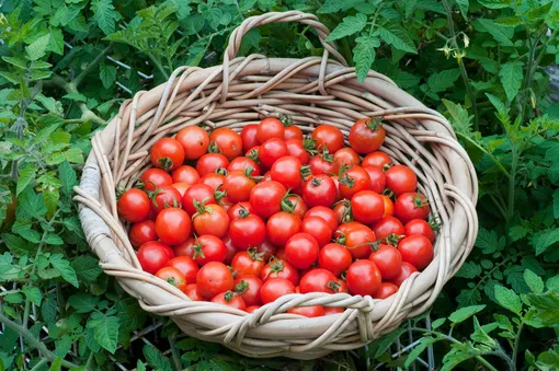 Томаты черри бывают красного, жёлтого, розового и коричневого цвета.