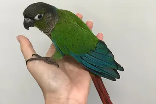 Врачи пересадили донорские перья попугаю, которому хозяева отрезали крылья