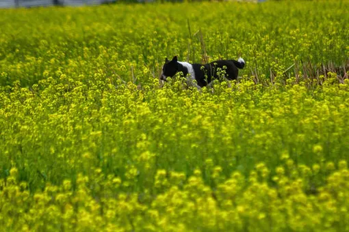 Принят новый закон о бездомных животных: что с ними будут делать Принят новый закон о бездомных животных: что с ними будут делать