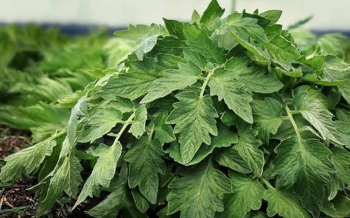 Полезные свойства настоя из томатной ботвы: защищает и питает Полезные свойства настоя из томатной ботвы: защищает и питает