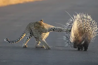 Истекал кровью, но не сдавался: леопард полтора часа охотился на дикобраза Истекал кровью, но не сдавался: леопард полтора часа охотился на дикобраза