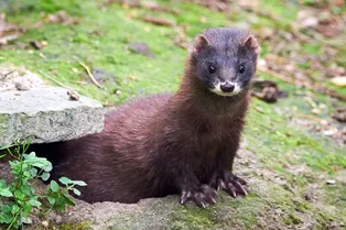 В Дании уничтожат около миллиона норок из-за угрозы распространения коронавируса