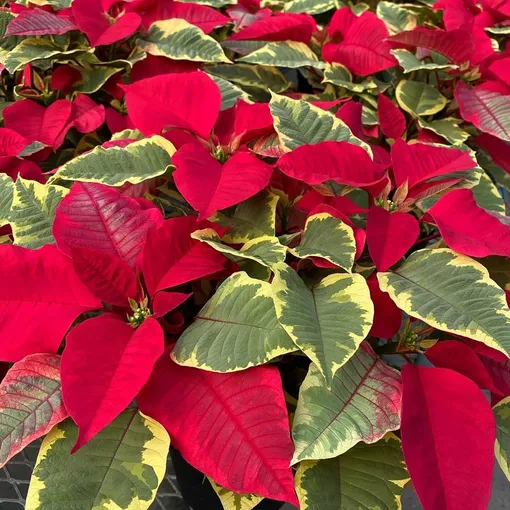 сорта пуансеттии