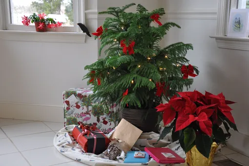 15 комнатных растений, которые создадут новогоднюю атмосферу