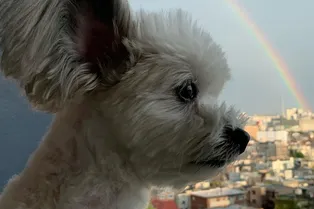 Микки Маус, ты? Собака с уникальной стрижкой стала звездой Инстраграма