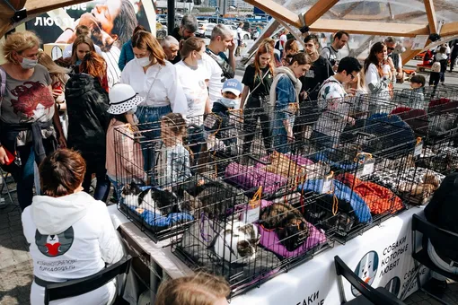 фестиваль «собаки, которые любят» фестиваль «собаки, которые любят»