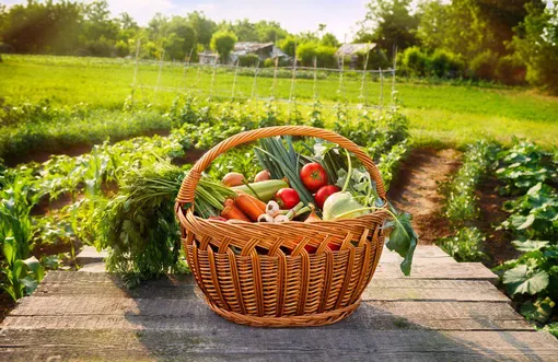 Лунный посевной календарь садовода и огородника на неделю с 28 июля по 3 августа 2025 года Лунный посевной календарь садовода и огородника на неделю с 28 июля по 3 августа 2025 года