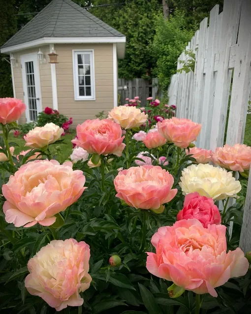 Пион «Корал Сансет» (Coral Sunset) Пион «Корал Сансет» (Coral Sunset)