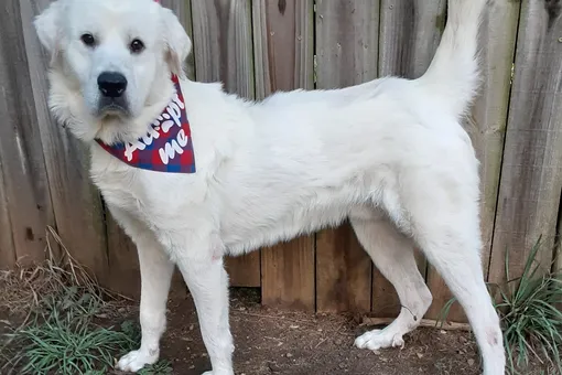 Добром за добро: спасенный пес защитил волонтерку от похитителей Добром за добро: спасенный пес защитил волонтерку от похитителей