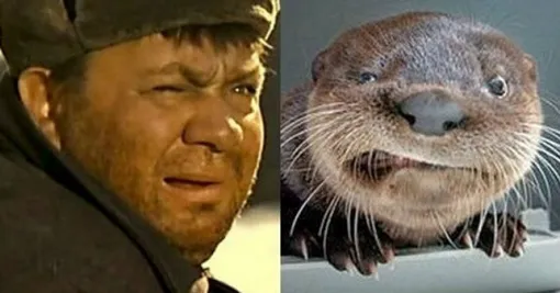 Звёзды, похожие на животных: сравните сами! Фото, описание