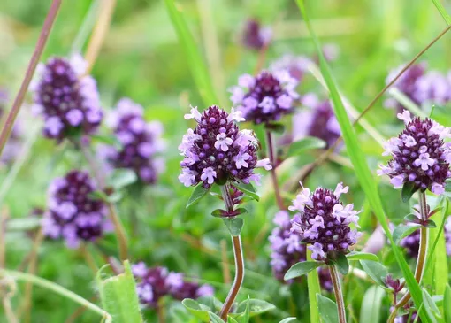 тимьян тимьян