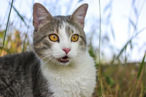 Почему кошка, понюхав что-то, открывает рот? Странность, о которой надо знать Почему кошка, понюхав что-то, открывает рот? Странность, о которой надо знать