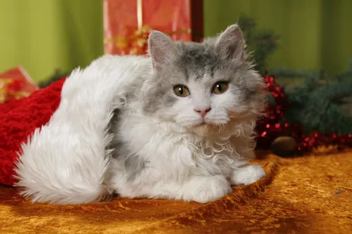 селкирк рекс фото селкирк рекс фото