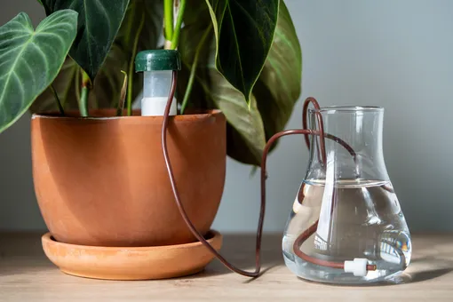 5 решений, которые помогут спасти комнатные растения