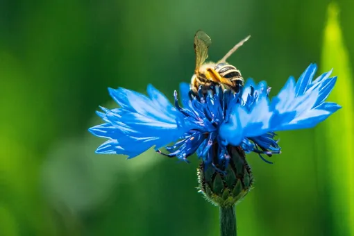 Василёк не требует ухода, а еще обладает лекарственными свойствами Василёк не требует ухода, а еще обладает лекарственными свойствами