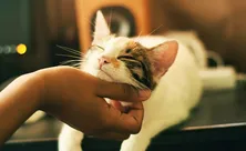 Приметы на 14 февраля: что будет, если погладить кошку, споткнуться или опоздать на свидание