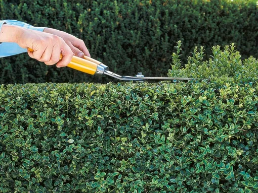 Какие растения для живой изгороди можно обрезать летом