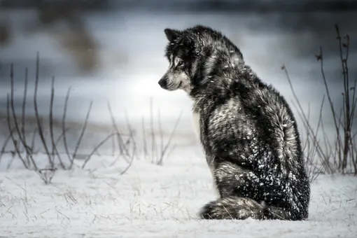 Как понять, что собака замёрзла Как понять, что собака замёрзла