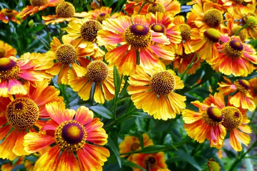 Когда и как проводить обрезку гелениумов: сроки, правила и распространённые ошибки Когда и как проводить обрезку гелениумов: сроки, правила и распространённые ошибки