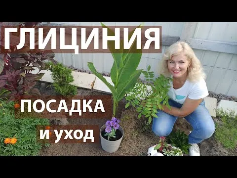 Нажми и смотри