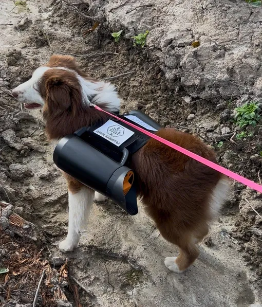 Рики сеет лес