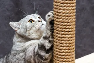 Когтеточка для кошки своими руками: 3 недорогих проекта