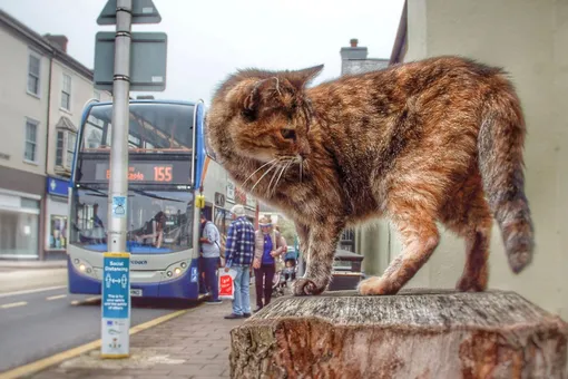 Еле нашли! Кошка-беглянка проехала на трех автобусах, чтобы добраться до моря Еле нашли! Кошка-беглянка проехала на трех автобусах, чтобы добраться до моря