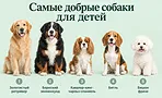 Самые добрые собаки для детей: 10 пород, которые хорошо подходят семье