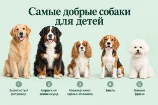 Самые добрые собаки для детей: 10 пород, которые хорошо подходят семье Самые добрые собаки для детей: 10 пород, которые хорошо подходят семье
