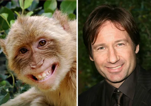 Звёзды, похожие на животных: сравните сами! Фото, описание