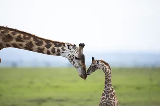 Кто рискует остаться без пособий на детей в 2023 году