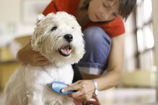 Типы щёток и расчёсок для собак: какие бывают и как выбрать