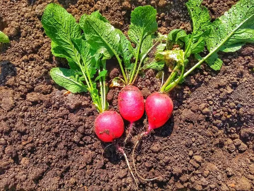 Когда сентябрьский посев редиса может оказаться неудачным