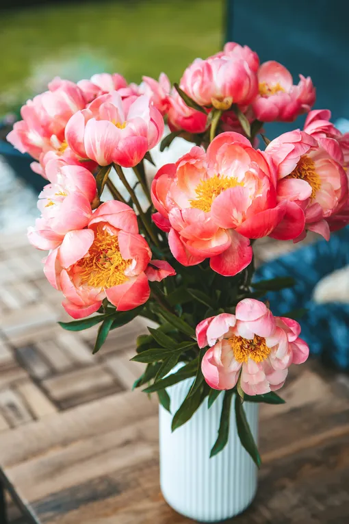 что означают цвета пионов