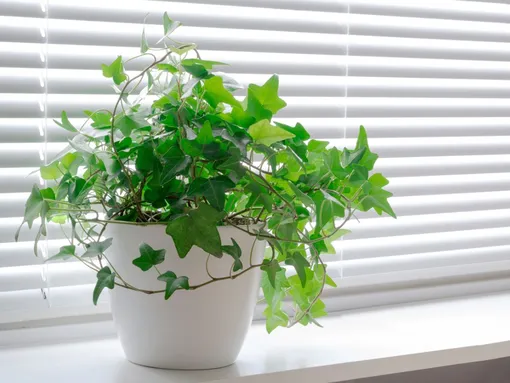 Вьющиеся плющи и лианы: паутина на пути к удаче