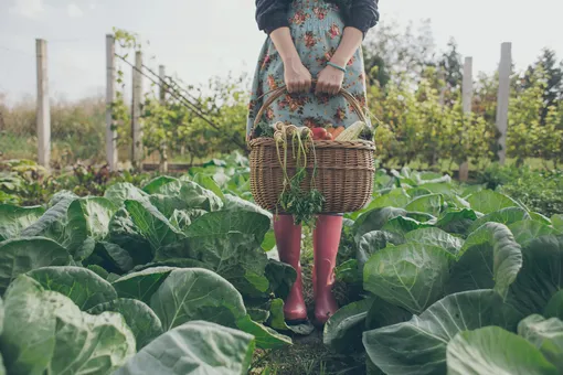 Лунный посевной календарь садовода и огородника на неделю с 28 октября по 3 ноября 2024 года Лунный посевной календарь садовода и огородника на неделю с 28 октября по 3 ноября 2024 года