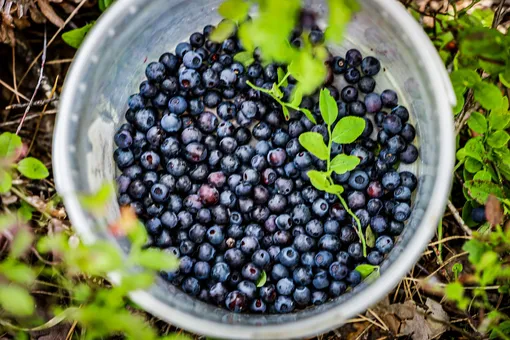 Когда собирать чернику и как хранить