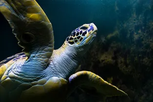 Каждая жизнь важна: для спасения редкой черепахи из США наняли частный самолет