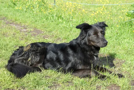 5 привычек собаки, которые человеку кажутся странными, но на деле являются нормой 5 привычек собаки, которые человеку кажутся странными, но на деле являются нормой