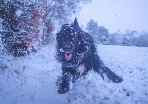 Ньюфаундленд
