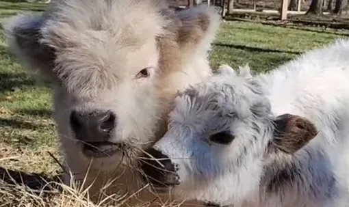 Карликовые коровки Карликовые коровки