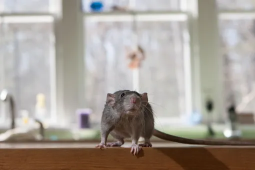 Крысы, блохи и клопы: 10 простых способов справиться с вредителями Крысы, блохи и клопы: 10 простых способов справиться с вредителями