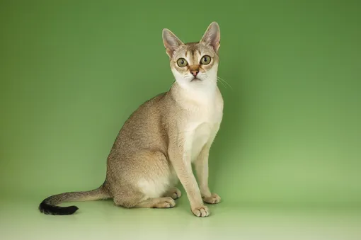 Сингапурская кошка Какие кошки не линяют: 10 пород с фото и советы по уходу