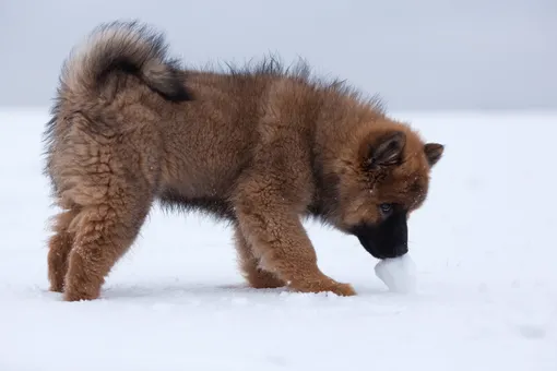 Нюх в снегу: 6 игр nose work с собакой для улицы и дома