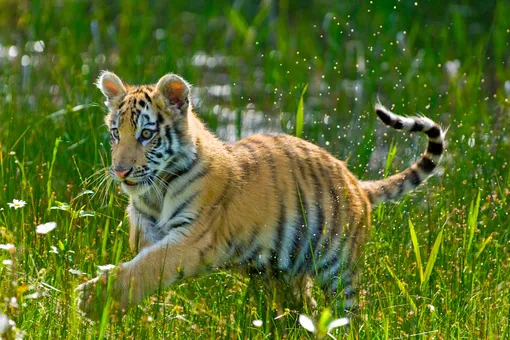 Настоящее чудо: врачи из Владивостока впервые спасли тигренка от ампутации лапки Настоящее чудо: врачи из Владивостока впервые спасли тигренка от ампутации лапки